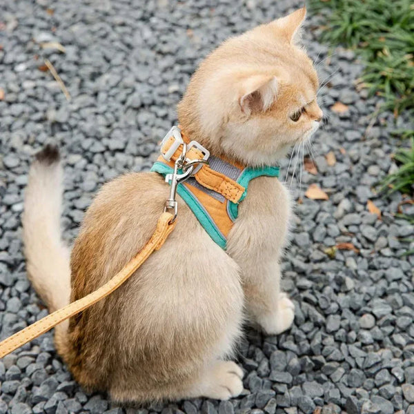 Comment préparer votre chaton à explorer l’extérieur en toute sécurité ?