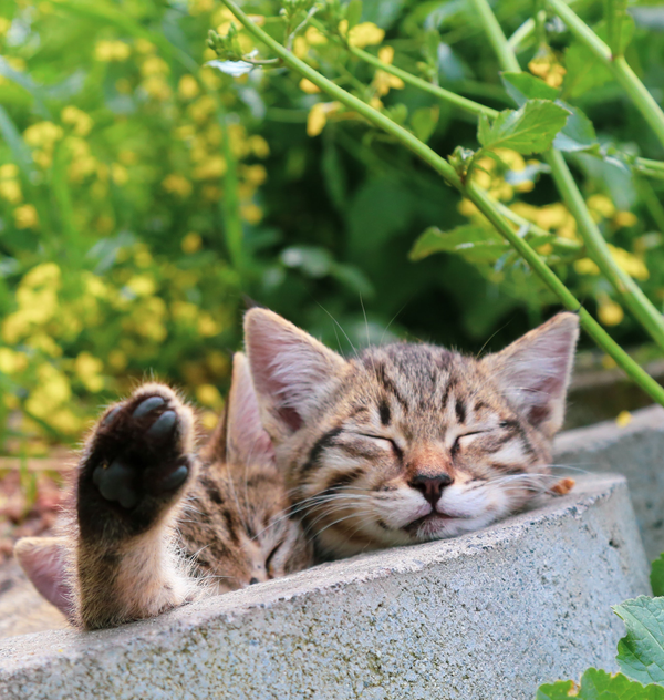 Conseils bien-être pour un chat heureux