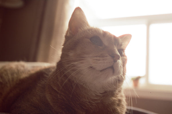 Les signes qui prouvent que votre chat vous aime vraiment