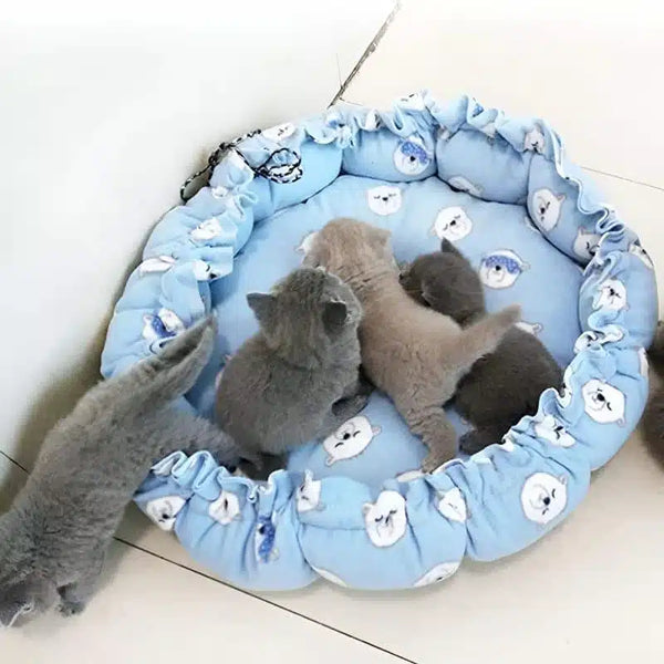 Chaton en pleine croissance : quel lit choisir pour un sommeil réparateur ?