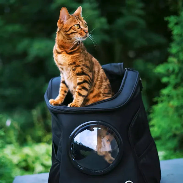 KittyBag : le sac à dos parfait pour vos sorties avec votre chat