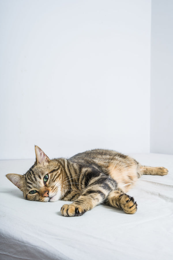 Les erreurs à éviter dans l’alimentation de votre chaton en période de changement de saison