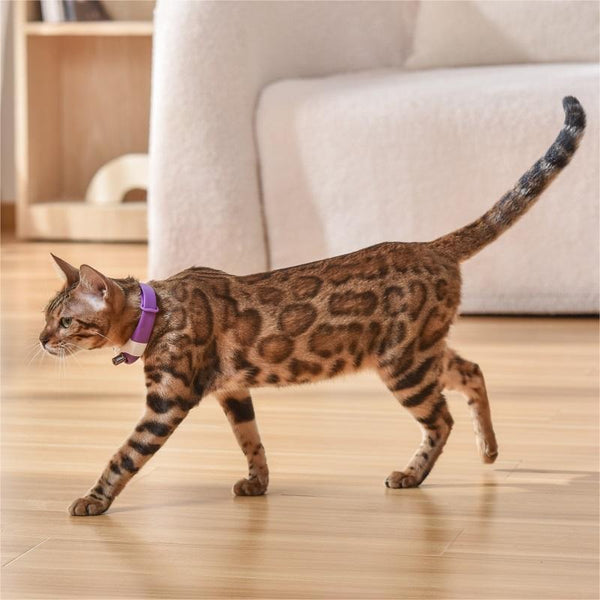 Collier Laser pour Chat - Jouet Interactif