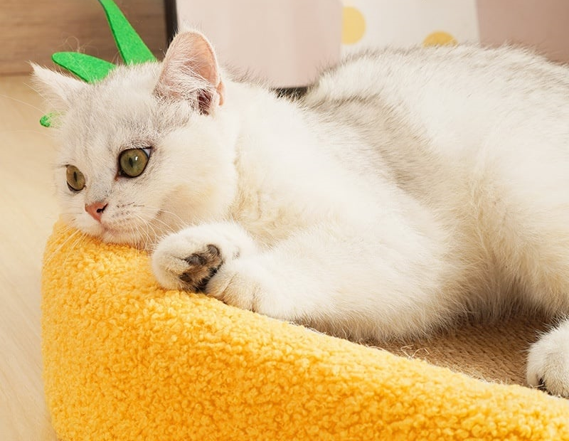 Planche à Gratter pour Chat en Sisal avec Nid Rond Résistant à l’Usure