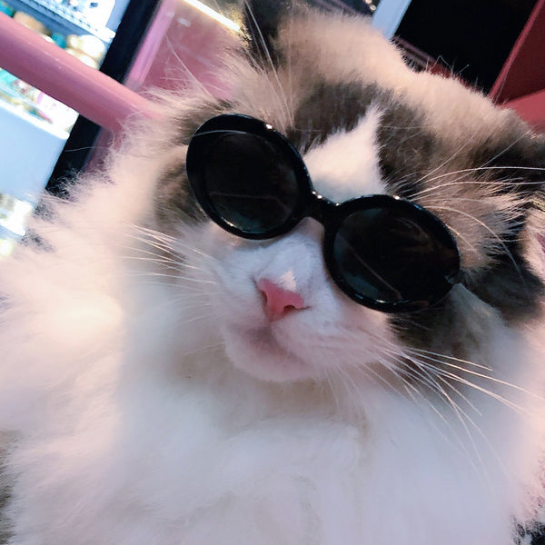 Lunettes de soleil pour chat