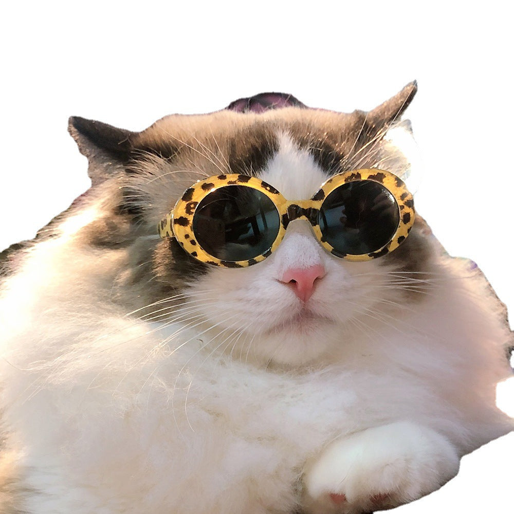 Lunettes de soleil pour chat