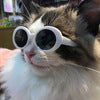 Lunettes de soleil pour chat