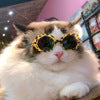 Lunettes de soleil pour chat