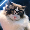 Lunettes de soleil pour chat