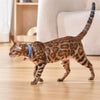 Collier Laser pour Chat - Jouet Interactif