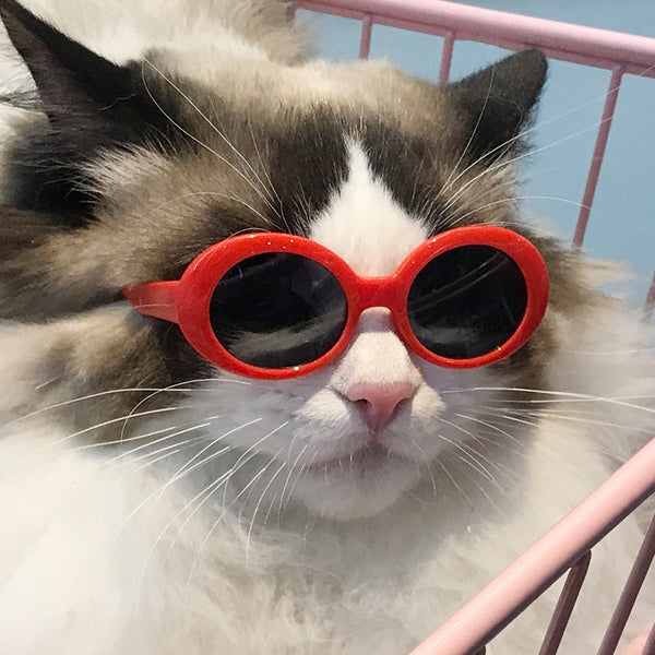 Lunettes de soleil pour chat