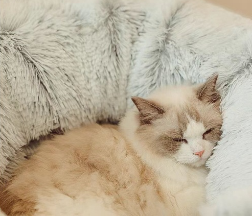 Coussin Anti-Stress pour chat - Confort et bien-être ultime