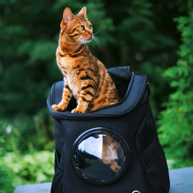 KITTYBAG : Le sac à dos parfait pour vos sorties avec votre chat